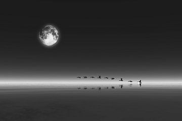 Règne animal  - Oies décollant à la pleine lune
