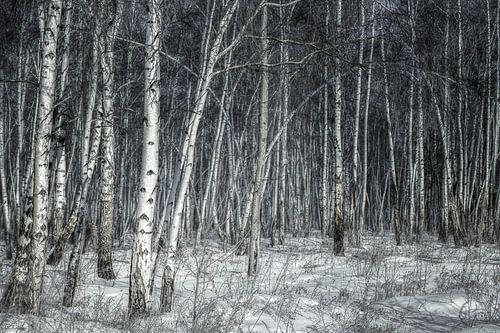 Birch forest Siberia