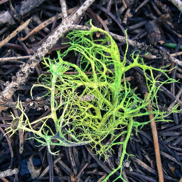 Green 2 par Mona Stut