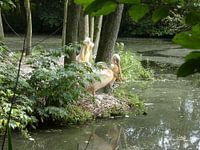 pélicans roses au bord de l'eau
