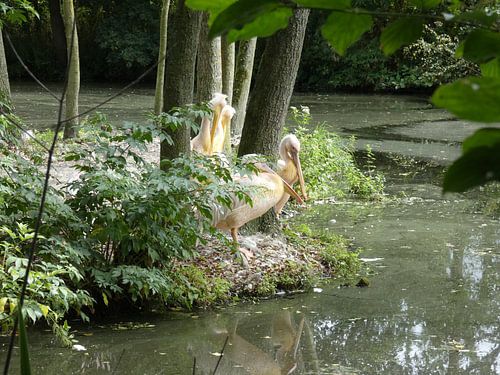 pink pelicans at the water