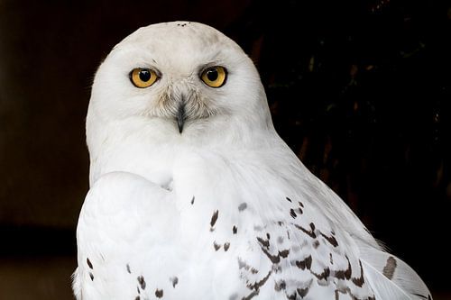 De blik van de Sneeuwuil