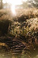 Dew