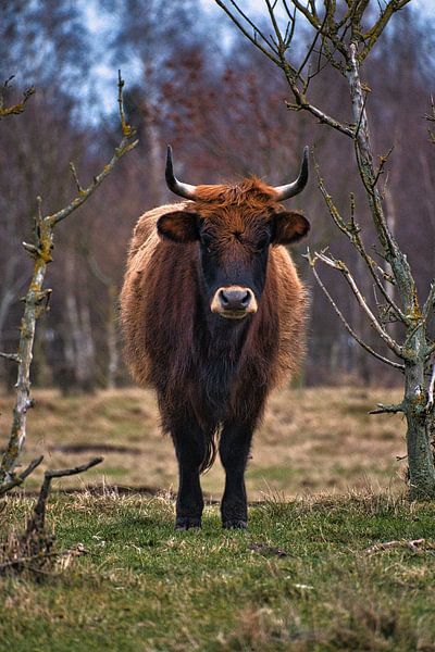 Highland cattle in a meadow by Martin Köbsch