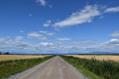 Een landweg in de zomer