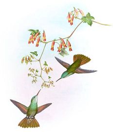 D’Ocai’s Amazili, John Gould by Hummingbirds