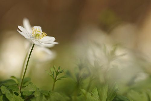 Wood anemone