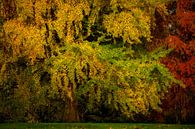 Herbstbaum von Ronald Kamphuis Miniaturansicht