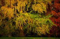 Herbstbaum