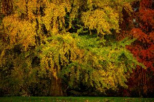 Herfstboom van Ronald Kamphuis