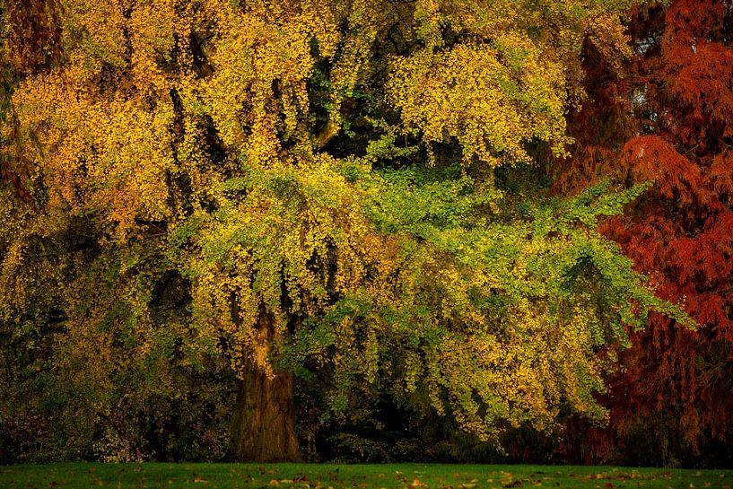 Autumn tree by Ronald Kamphuis