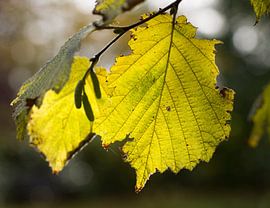 Het blad van een boom