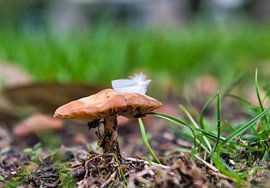 Ich liege hier weich von Jolanda de Jong-Jansen