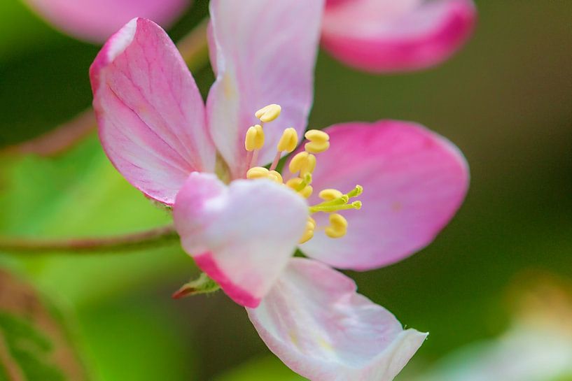 Apple Blossom by Thomas Heitz