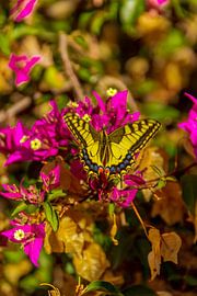 Koningspage by René Roos