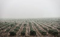 "Boerenkool" in the mist - Bergen op Zoom von Maurice Weststrate Miniaturansicht