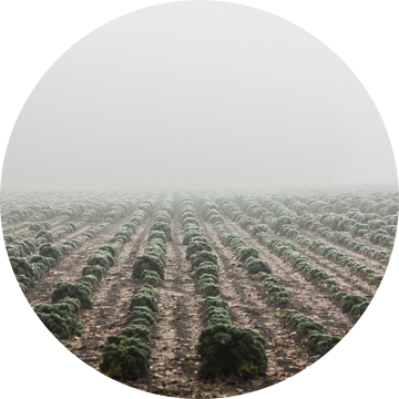 "Boerenkool" in the mist - Bergen op Zoom van Maurice Weststrate