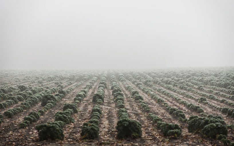 "Boerenkool" in the mist - Bergen op Zoom par Maurice Weststrate