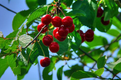 Summertime - Cherry Time