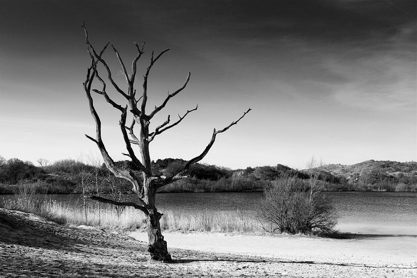 Winterslaap van Harro Jansz