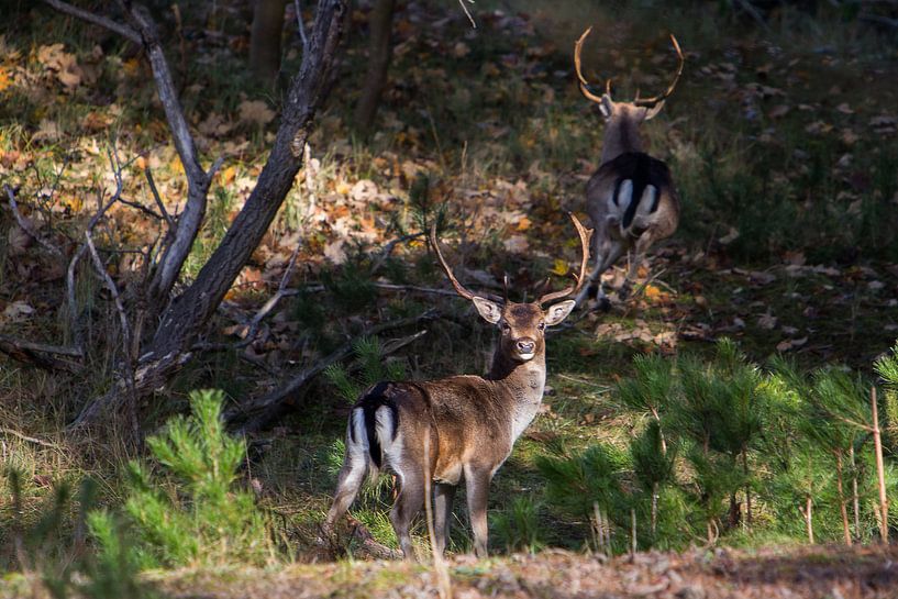 Amsterdamse Waterleiding Duinen par Ad van Geffen