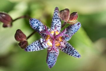 Tigerlily by Rob van der Wal