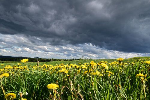 Een bloemenveld onder een stormachtige hemel