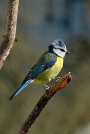 Blaumeise sträubt die Kopfhaube von UMWELTBILD Kurt Möbus