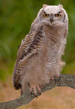 An owl on a branch by Brian Morgan