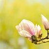 Lentebloesem magnolia 5 van Joske Kempink