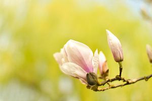 Lentebloesem magnolia 5 van Joske Kempink