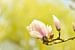 Fleur de printemps magnolia 5 sur Joske Kempink
