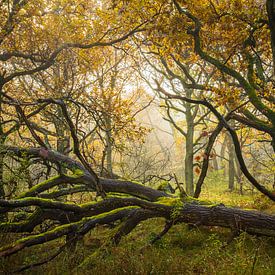 umgestürzter Baum im Nebel von Gijs Verbeek