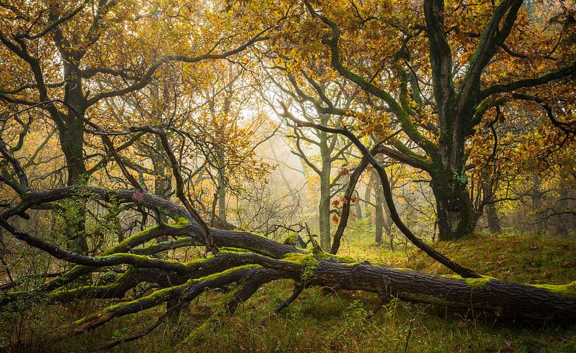 omgevallen boom in de mist van Gijs Verbeek
