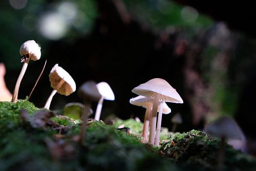 Paddestoelen in het bos