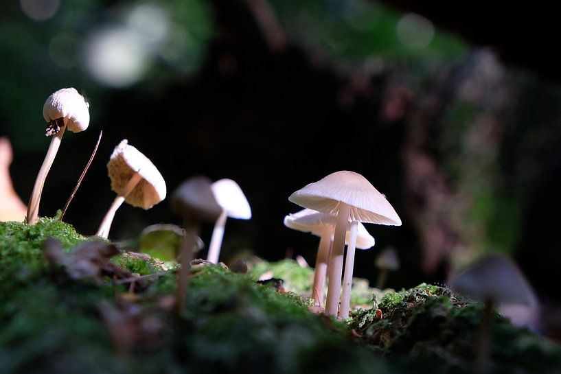 Mushrooms in the woods by Ingrid Meuleman