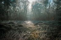 Veluwse wandeling
