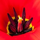 c?ur enflammé d'une tulipe rouge par Anouschka Hendriks Aperçu