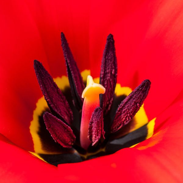 c?ur enflammé d'une tulipe rouge par Anouschka Hendriks