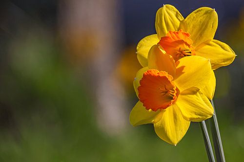 De stralende ziel van de weide