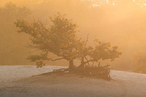 Eenzaam in het Ochtendlicht