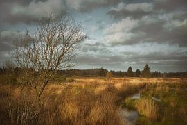 Hohes Venn von Dieter Beselt