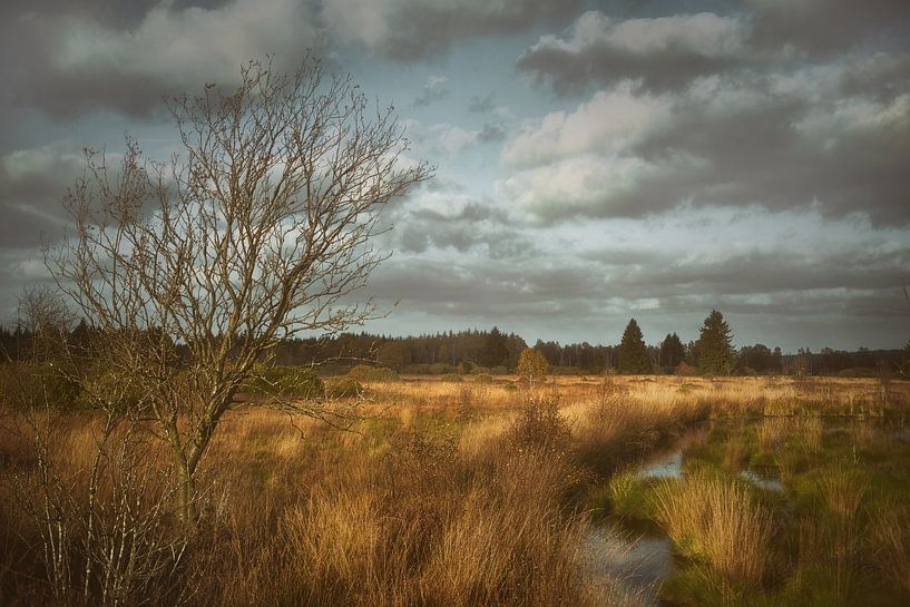 High Fens by Dieter Beselt