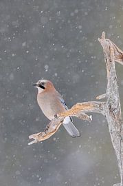 Jay ( Garrulus glandarius ) in zware sneeuwval observeert de gebeurtenissen om hem heen, de dieren i van wunderbare Erde