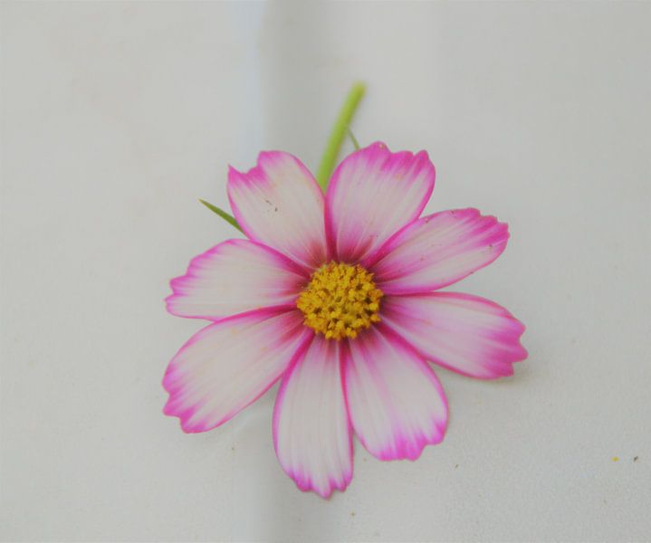 Bloem by Margriet Adema