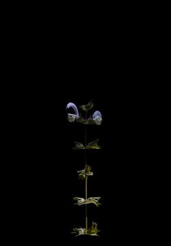 In das dunkle Blumenporträt von Lynlabiephotography
