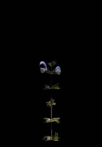 In das dunkle Blumenporträt von Foto Studio Labie