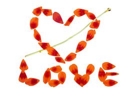 Red Tulip LOVE by Jessica Berendsen