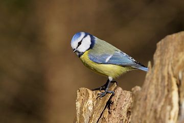 Pimpelmees kijkt om van Stobbe; natuurfotografie