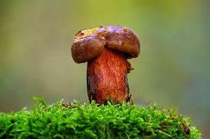 Heksenboletenzwam op een bemoste boomstam in het bos